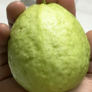 生態無毒芭樂10斤裝1000元